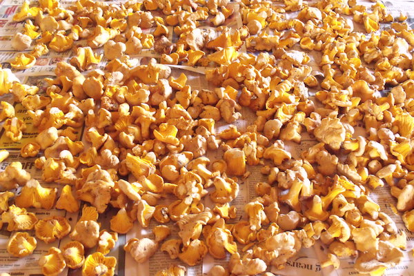 collecting-wild-mushroms